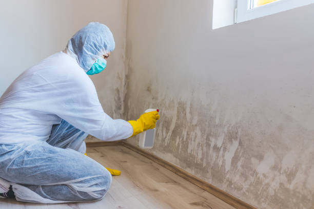 Licensed Black Mold Removal service in Little Elm, TX - WQB Mold Removal