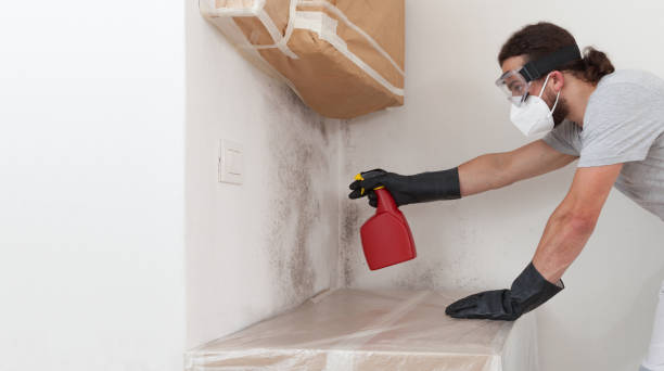 Professional Black Mold Removal technician working in Little Elm, TX