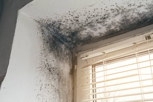 Affordable Black Mold Removal solutions in Little Elm, TX