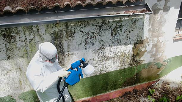 Top rated local Black Mold Removal specialists in Little Elm, TX